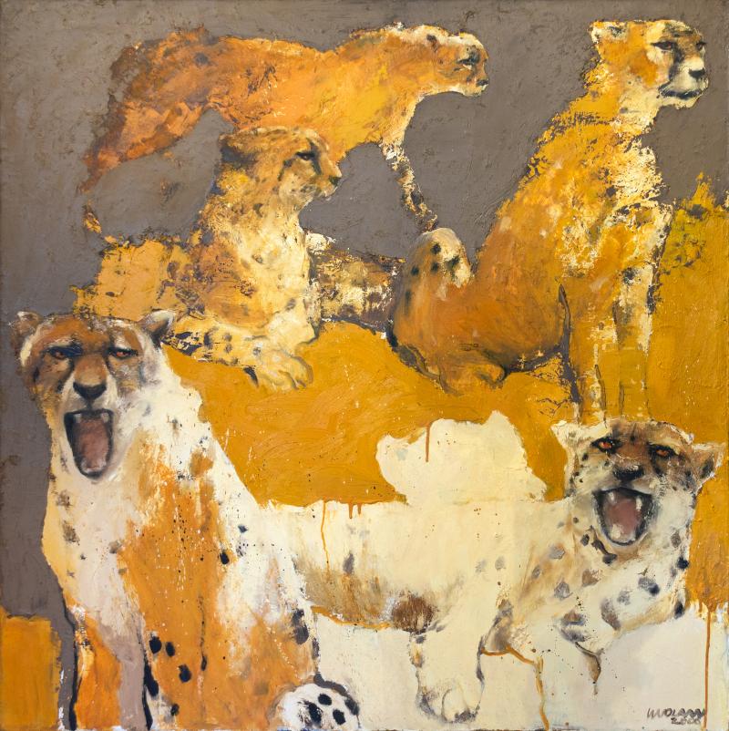 Hoofdfoto Cheeta’s