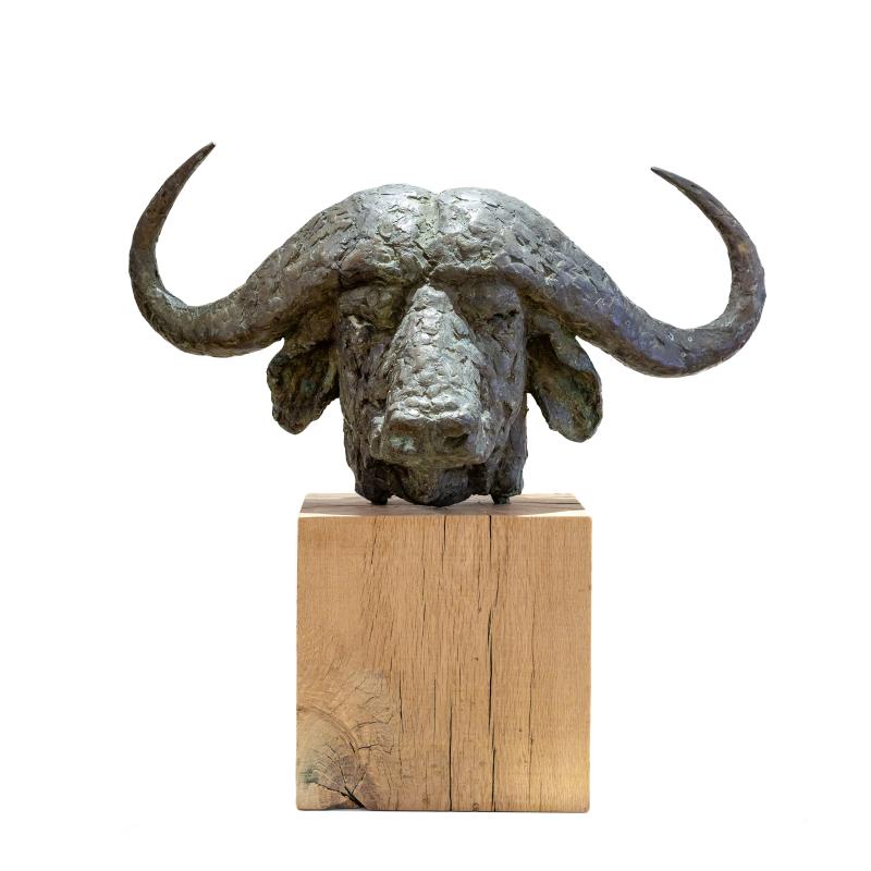 Hoofdfoto Buffelkop