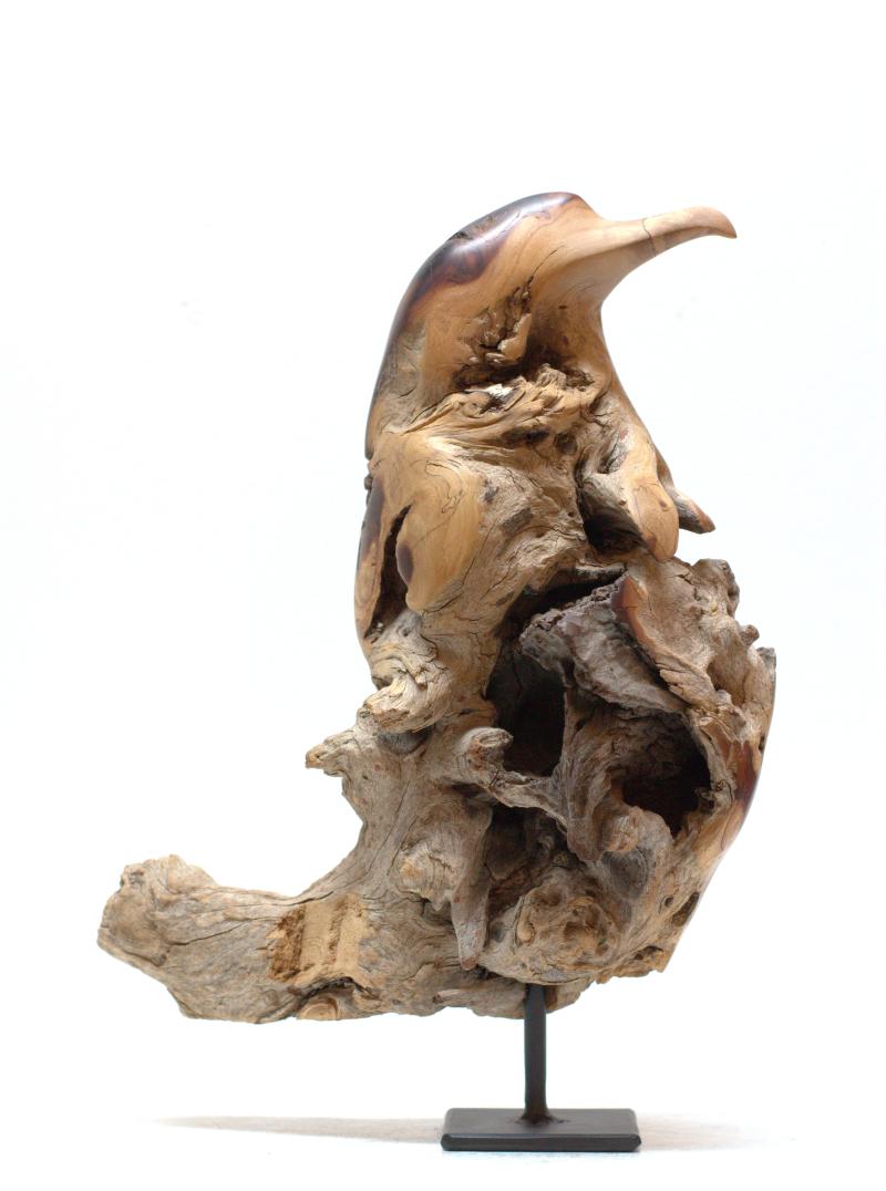 Hoofdfoto Bird (Colophospermum mopane)