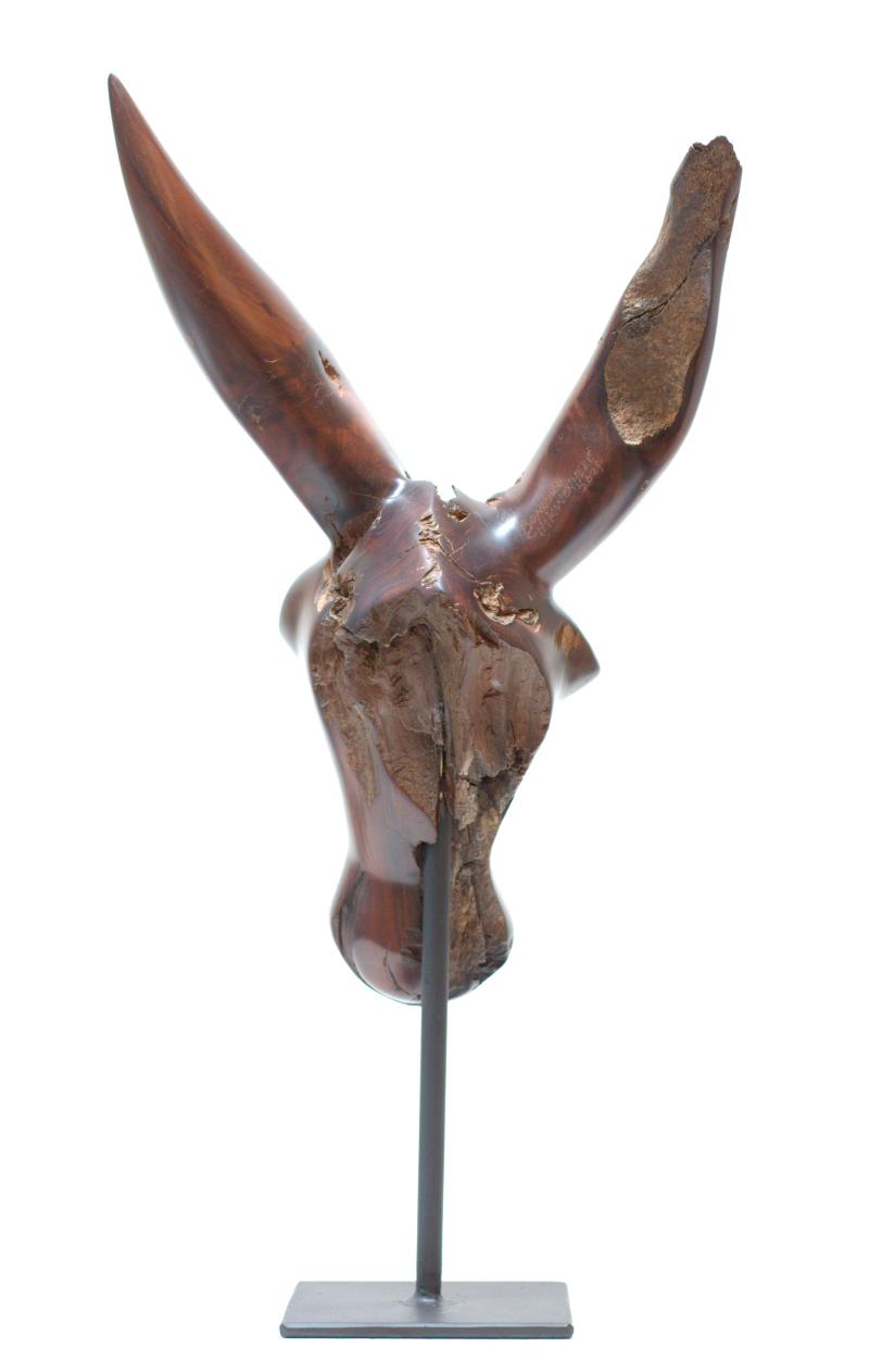 Foto 3 van Head (Colophospermum mopane)