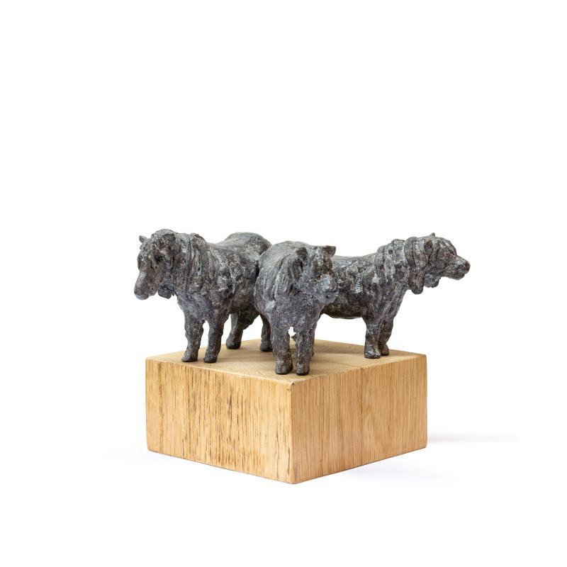 Hoofdfoto Shetland ponies