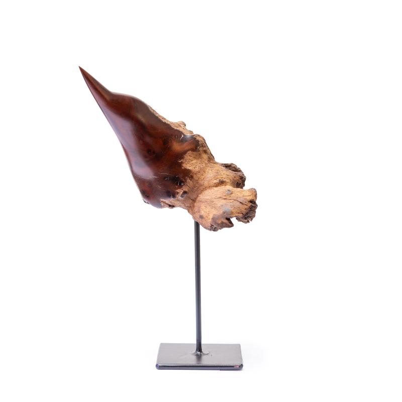 Hoofdfoto Bird