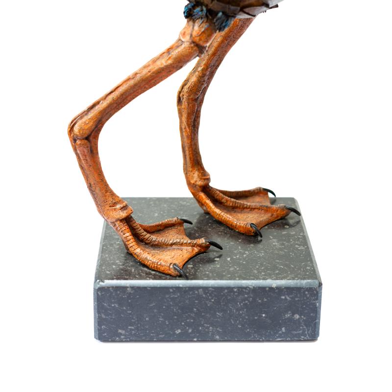 Foto 2 van Young bird
